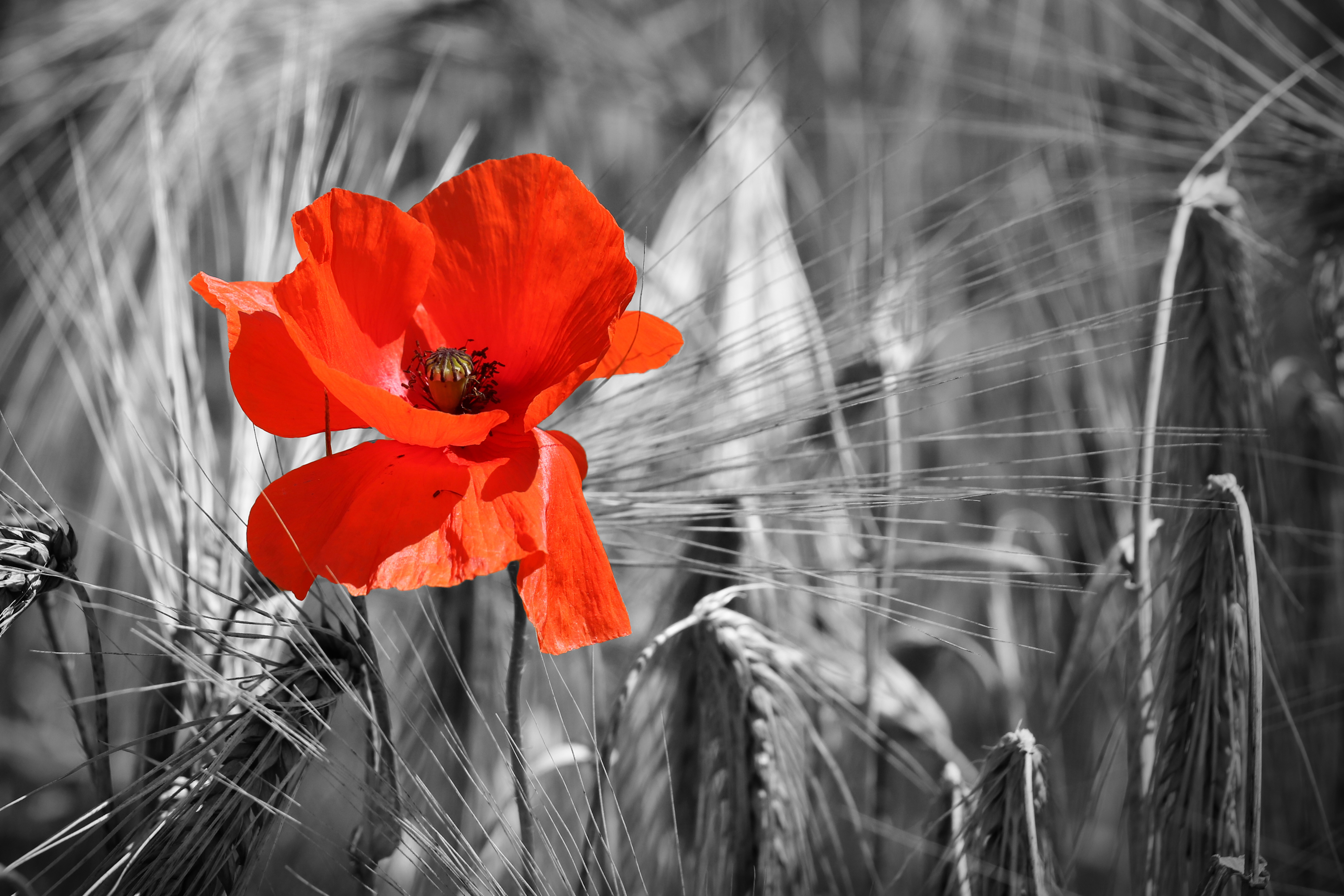 7- Papaver - Mark d'Hanens