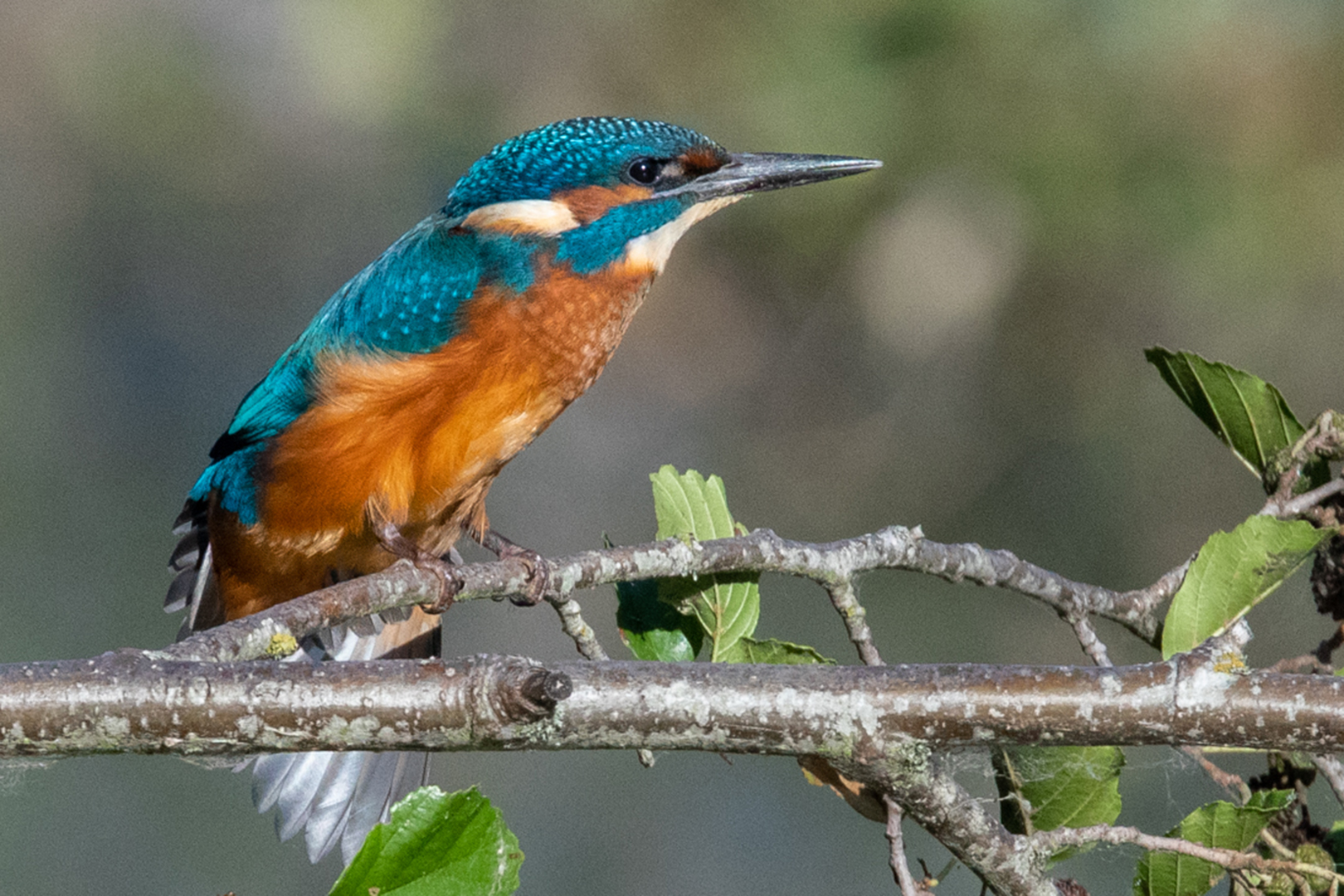 Clubreeks