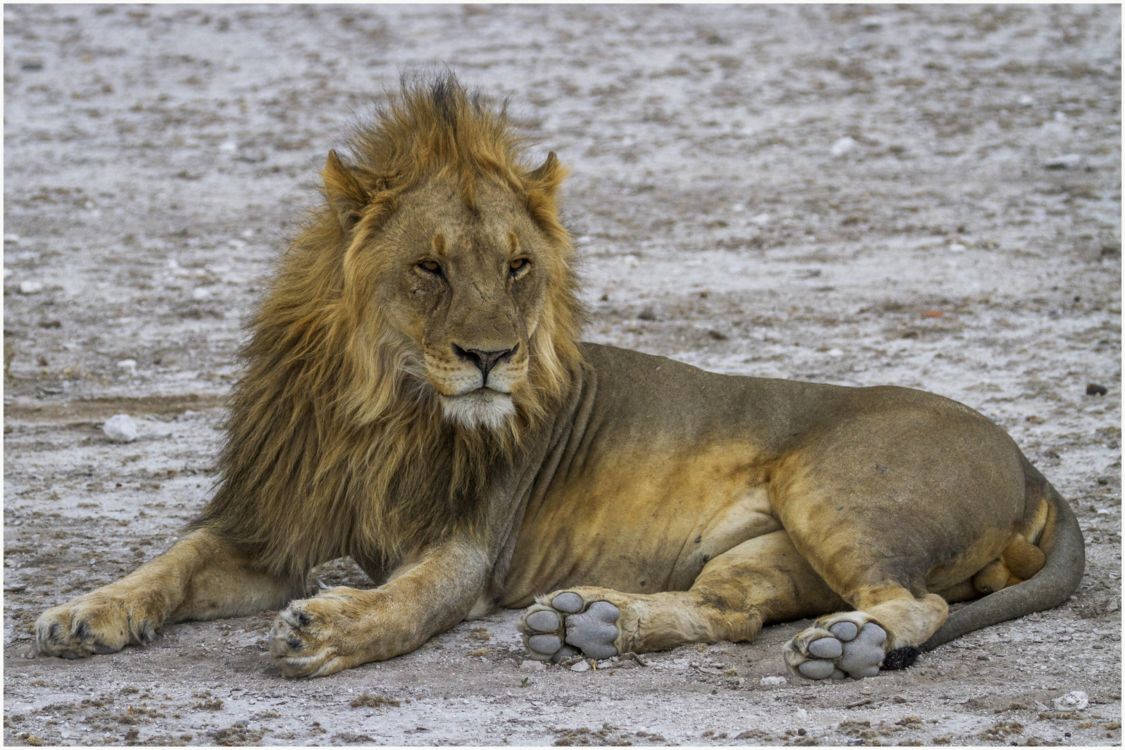 1Etosha wildlife