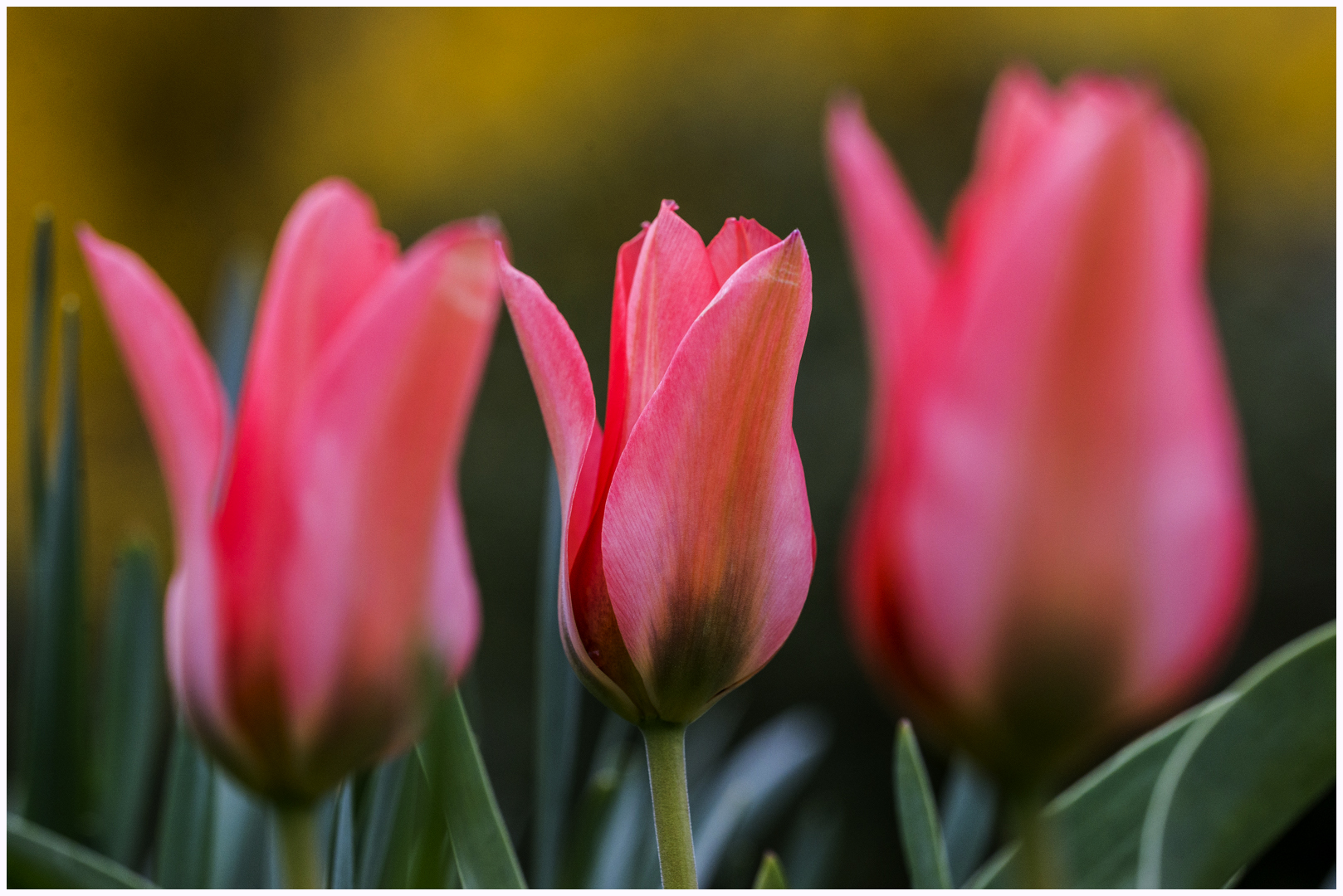 Floralia Brussels