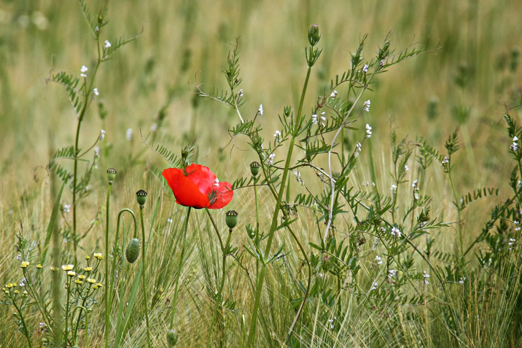 Poppy