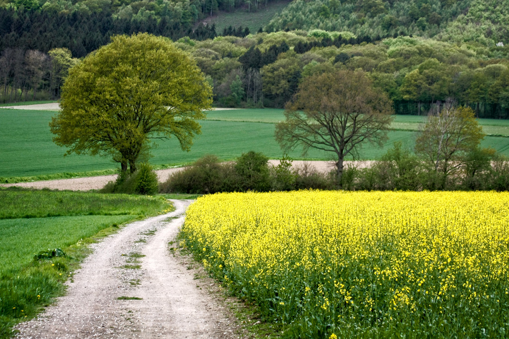 Yellow field