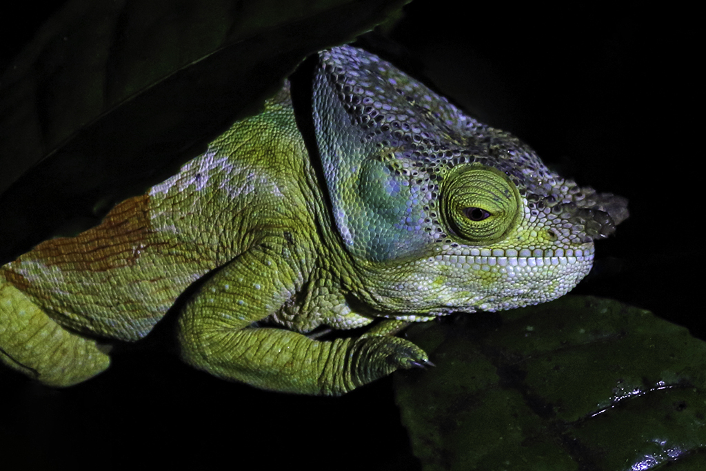 Kameleon
