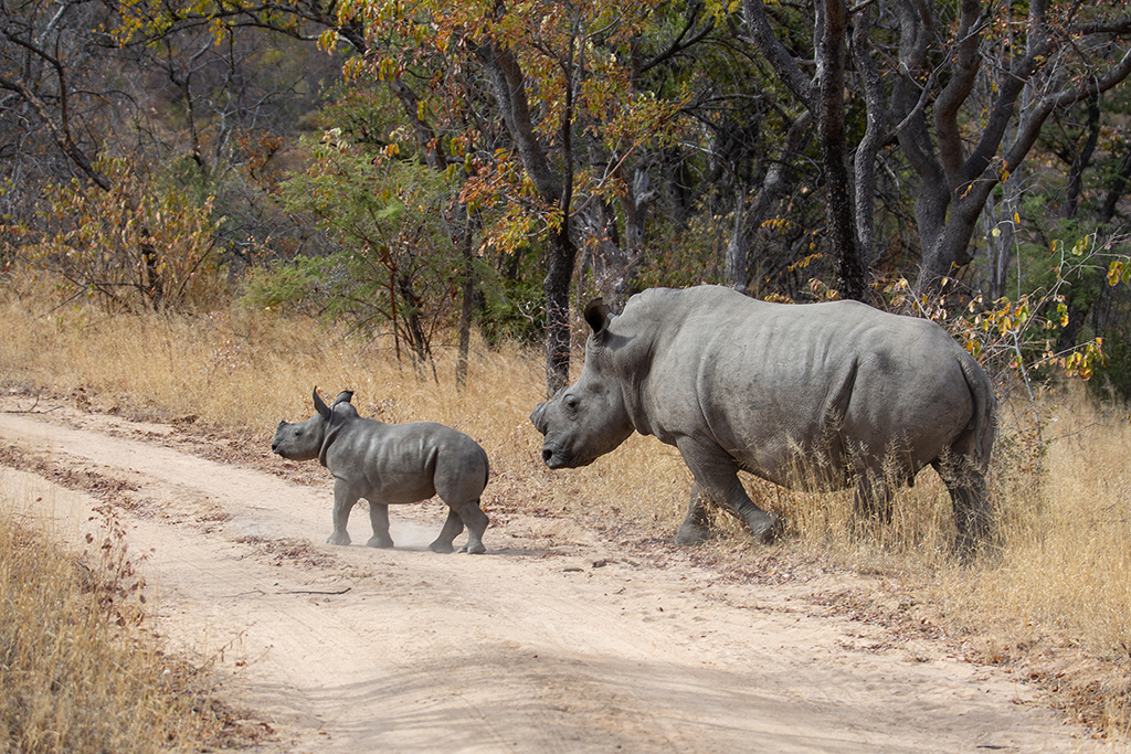Neushoorn moeder en jong