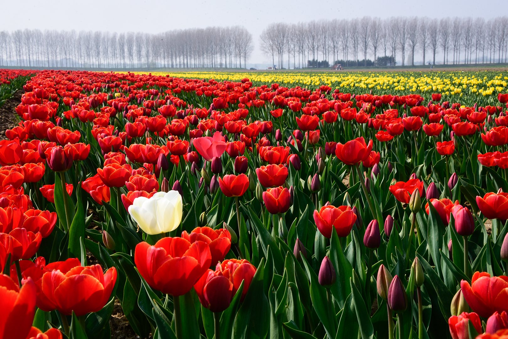 5-Tulpen