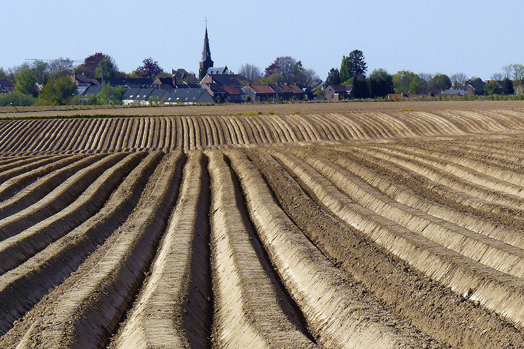 Aspergeveld