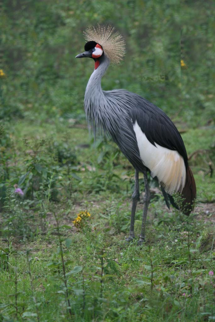 Congopauw