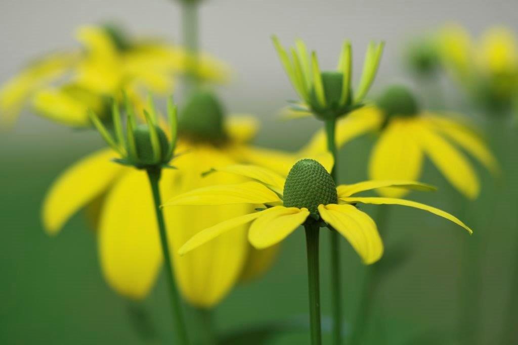 Macro