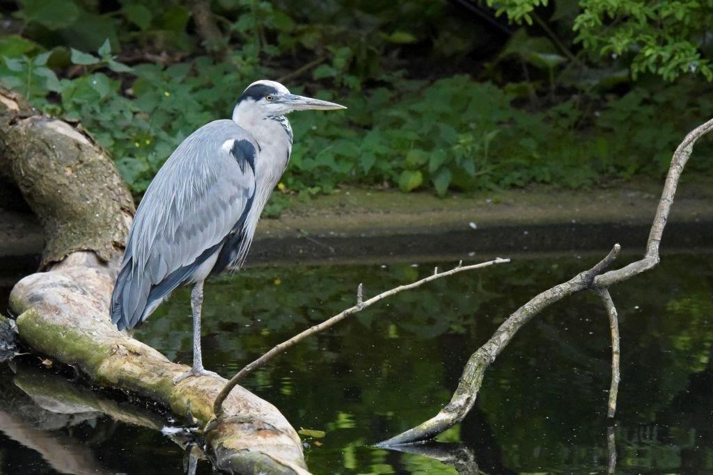 Reiger