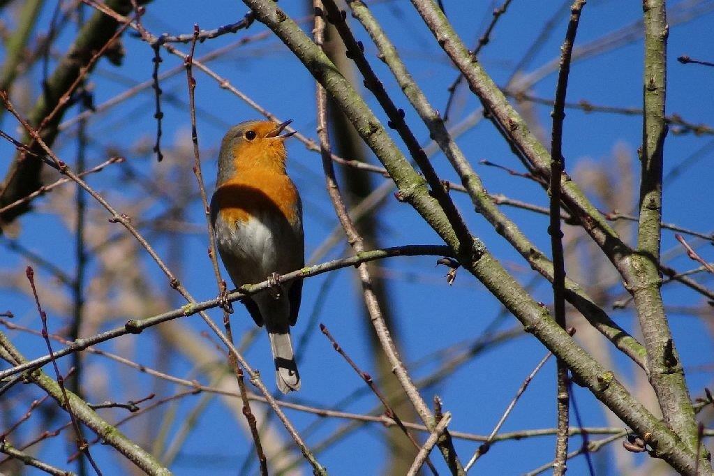 Vogelke