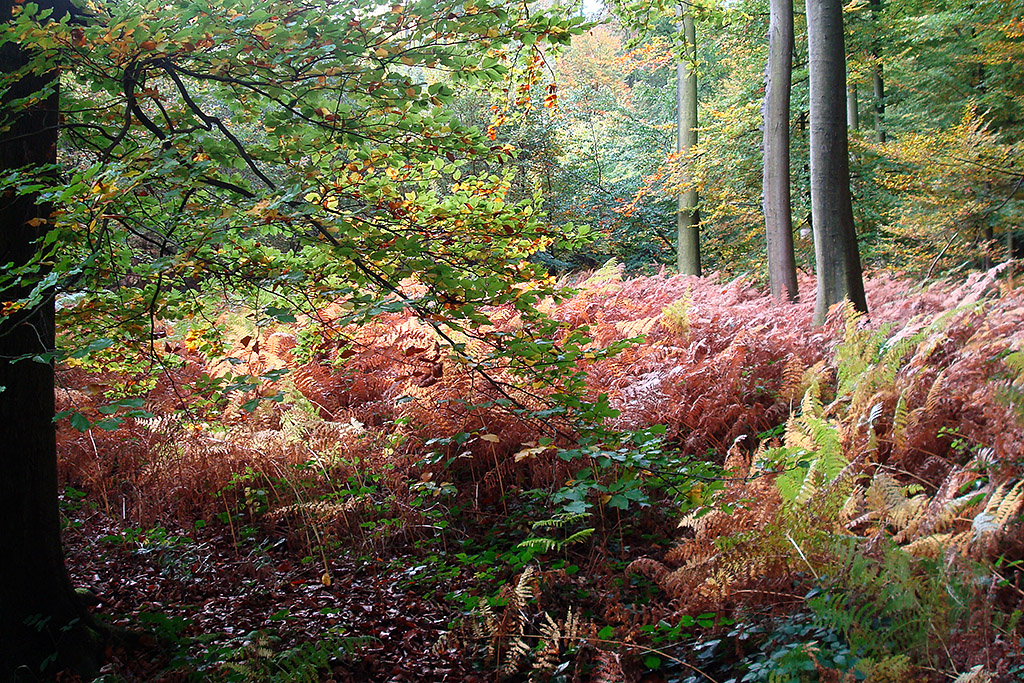 Herfst